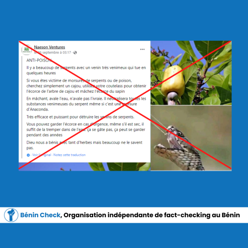 Non, l&rsquo;écorce de l&rsquo;anacardier ne détruit pas les venins de&nbsp;serpent